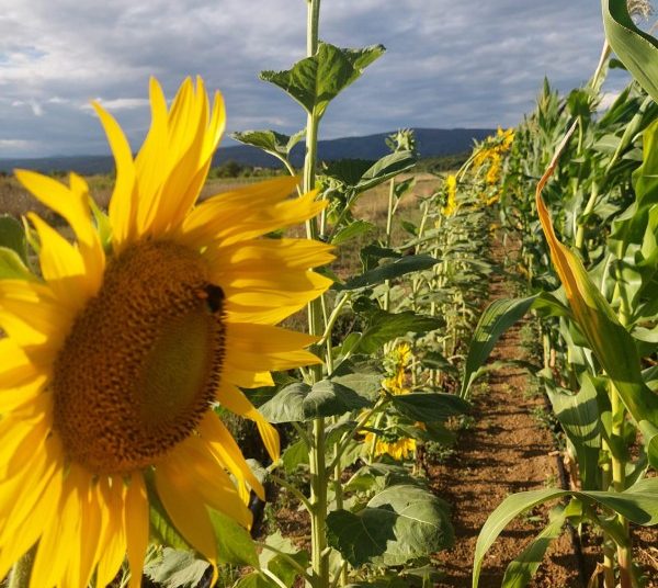 Prirodne ljepote Drinovaca – hercegovačka zemlja u svom punom sjaju