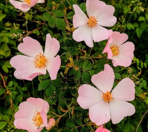 Prirodne ljepote Drinovaca – hercegovačka zemlja u svom punom sjaju