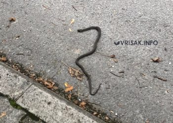 Široki Brijeg: Iako je kraj listopada zmije su još aktivne