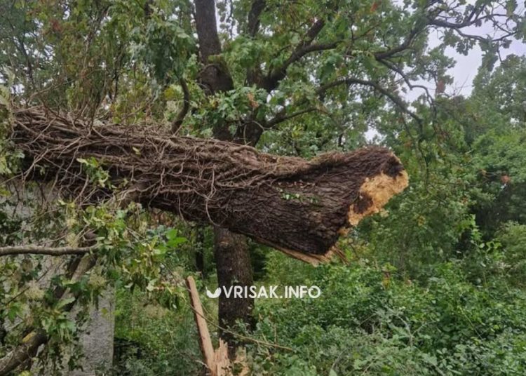 Snažan vjetar u Širokom Brijegu: Stablo palo na ugostiteljski objekat