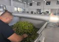 Otvoreni “Dani berbe maslina u Hercegovini” u Neumu