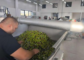 Otvoreni “Dani berbe maslina u Hercegovini” u Neumu
