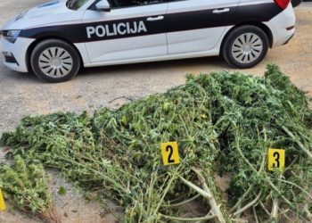 U plasteniku kod Čitluka pronađeno oko 50 kilograma marihuane