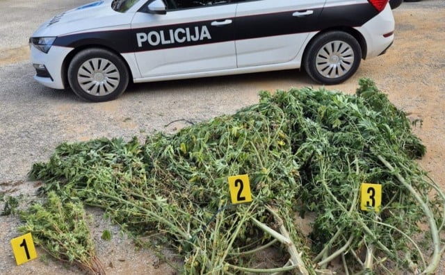 U plasteniku kod Čitluka pronađeno oko 50 kilograma marihuane