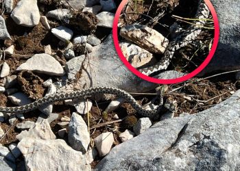 Splitski planinari u Ljubuškom: Svakih pola sata poskok na stazi, svi su bili “lijepi”