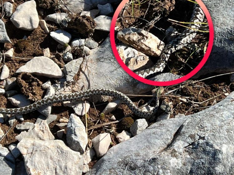 Splitski planinari u Ljubuškom: Svakih pola sata poskok na stazi, svi su bili “lijepi”