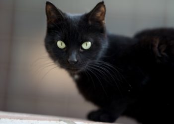 Zašto vjerujemo u praznovjerja: Od crne mačke do sretnih rituala