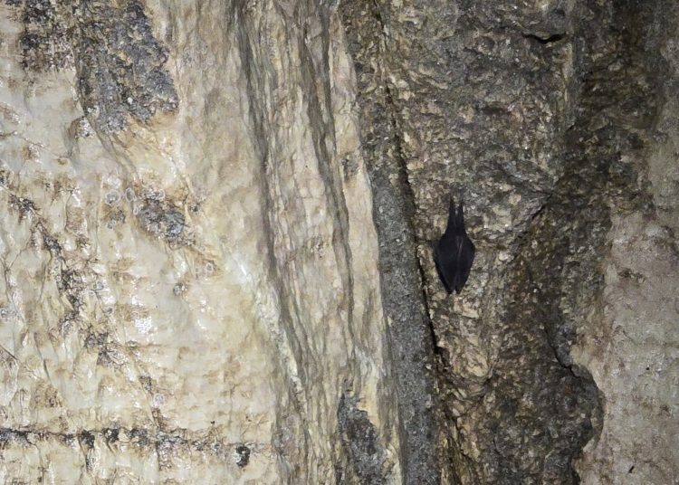 Speleolozi u jami kod Tomislavgrada otkrili divlje golubove, šišmiše i minsko-eksplozivna sredstva