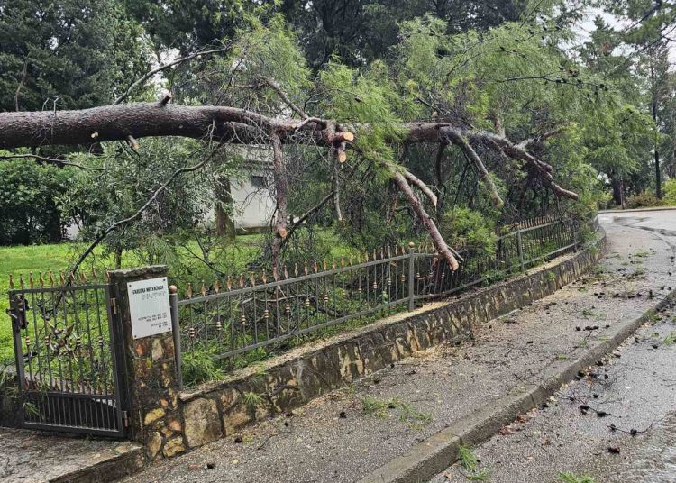 Mostar: Stablo palo kod mrtvačnice na Bijelom brijegu