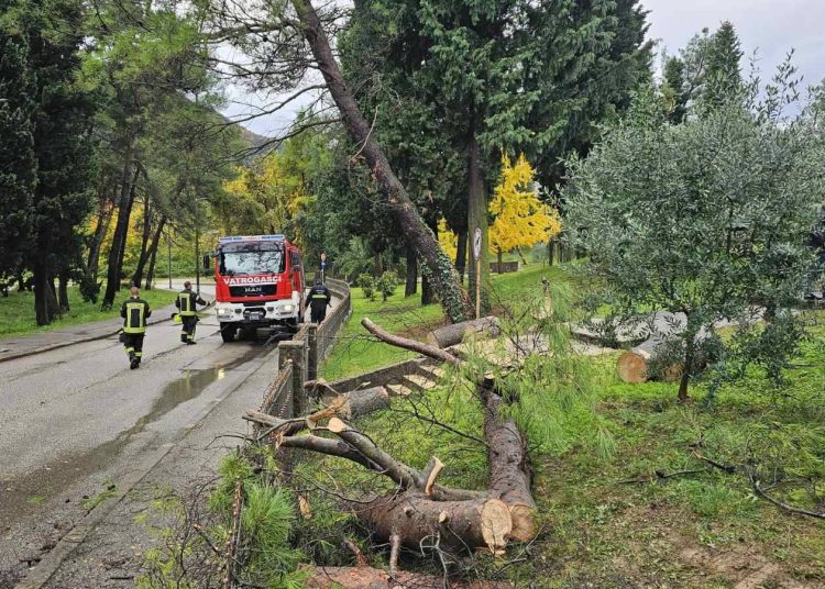 Mostar: Stablo palo kod mrtvačnice na Bijelom brijegu