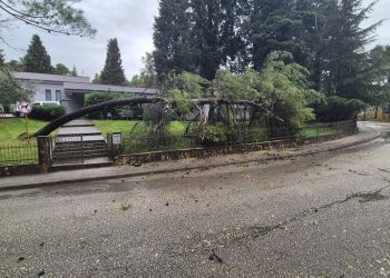 Mostar: Stablo palo kod mrtvačnice na Bijelom brijegu