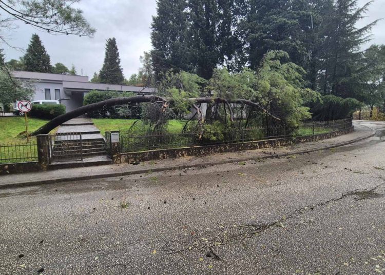 Mostar: Stablo palo kod mrtvačnice na Bijelom brijegu