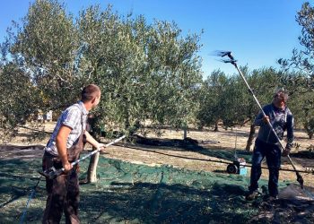 U Ljubuškom najveći maslinik na Balkanu, berba u punom jeku