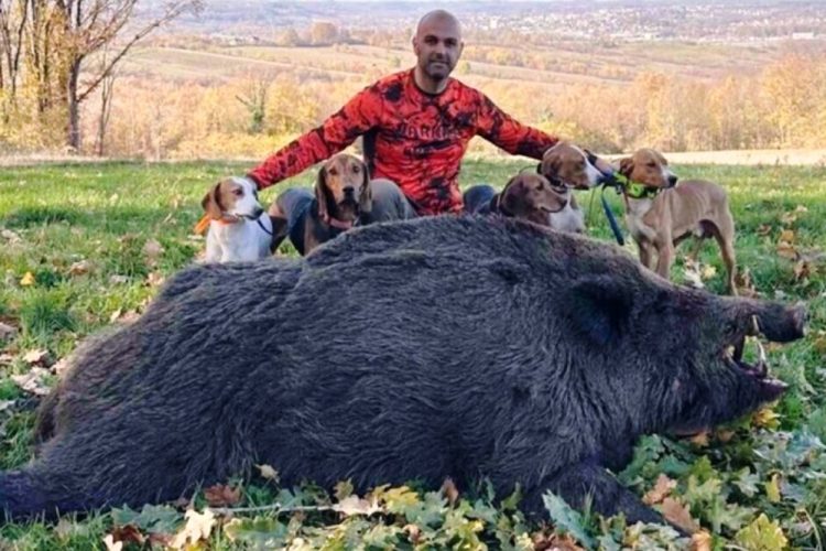 Oboren rekord u lovu u BiH: Pogledajte vepra teškog čak 224 kilograma