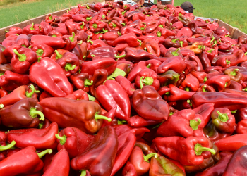 Uspješan nastavak suradnje: Podravka otkupila 350 tona paprike od bačkih hrvata