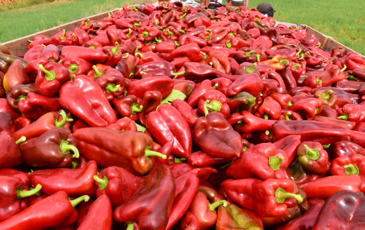 Uspješan nastavak suradnje: Podravka otkupila 350 tona paprike od bačkih hrvata
