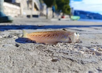 U Neumu ulovljena najotrovnija riba u Jadranu