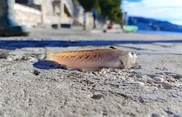 U Neumu ulovljena najotrovnija riba u Jadranu