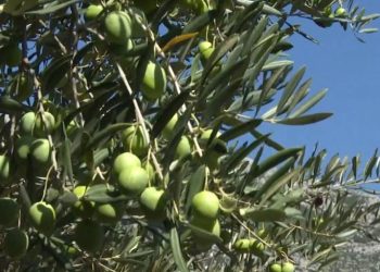 Krenula berba masline u Hercegovini