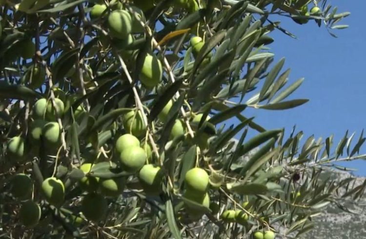 Krenula berba masline u Hercegovini