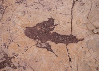 Otkrivena najveća svjetska lokacija s tragovima dinosaura u Boliviji