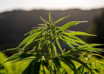 BiH legalizirala uporabu kanabisa za ublažavanje simptoma teških bolesti