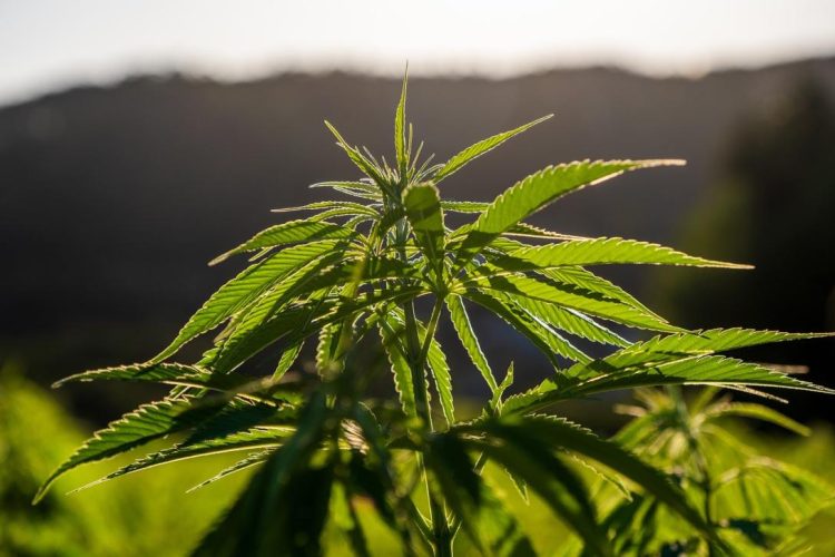 BiH legalizirala uporabu kanabisa za ublažavanje simptoma teških bolesti