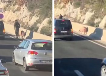 Nevjerojatan prizor na brzoj cesti: Tko je izgubio svinju i ostao bez špeka?