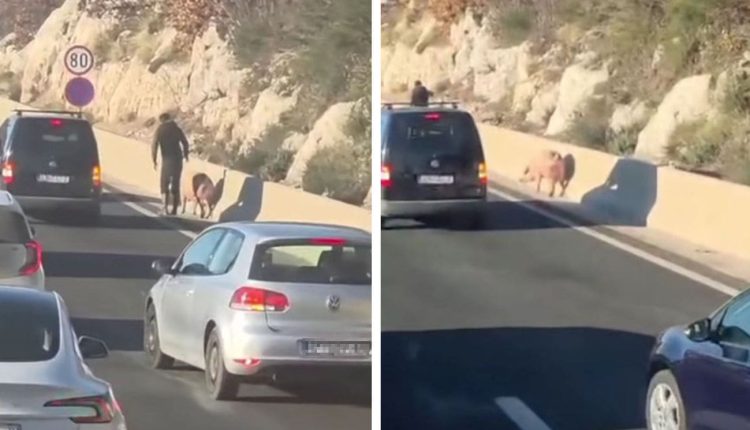 Nevjerojatan prizor na brzoj cesti: Tko je izgubio svinju i ostao bez špeka?