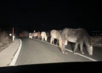 (VIDEO) Divlji konji na cesti između Livna i Šujice: Sol za poledicu postala poslastica