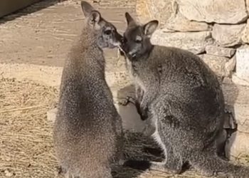(VIDEO) Park Goranci dobio nove stanovnike: Mladi klokani stigli iz Australije