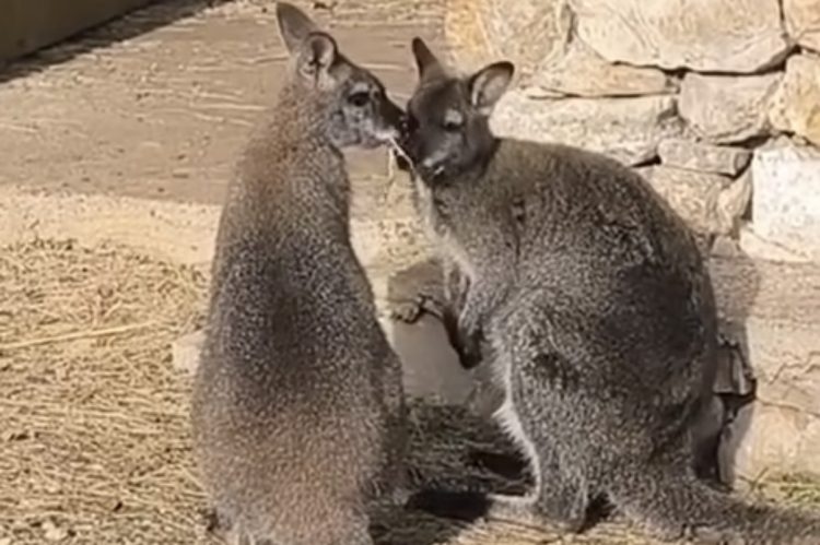 (VIDEO) Park Goranci dobio nove stanovnike: Mladi klokani stigli iz Australije
