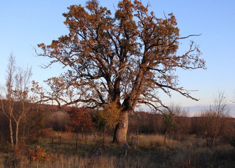 Podastrana u Ljubotićima: Tri tisućljeća u jednom zaselku