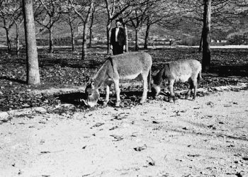 Povijest Širokog Brijega kroz objektiv: Hercegovački magarci i život uz crkvu