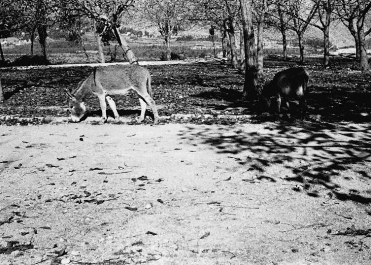 Povijest Širokog Brijega kroz objektiv: Hercegovački magarci i život uz crkvu