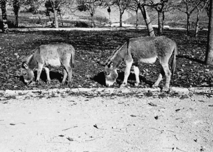 Povijest Širokog Brijega kroz objektiv: Hercegovački magarci i život uz crkvu