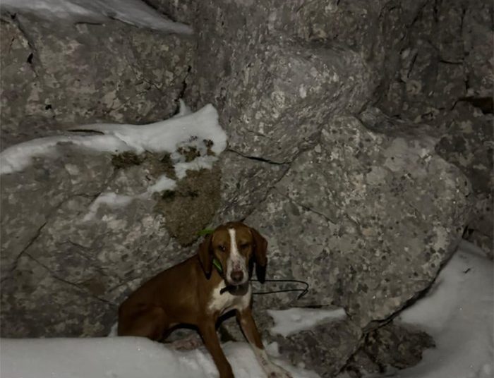 Herojska noćna akcija GSS-a Široki Brijeg: Pas spašen s opasnih stijena nakon višesatne potrage