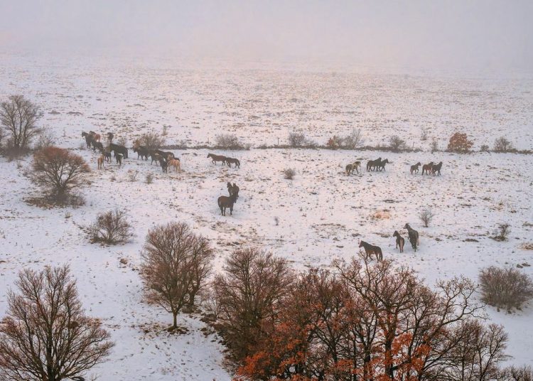 (VIDEO) Divlji konji kod Livna: Pogledajte prizore koji oduzimaju dah