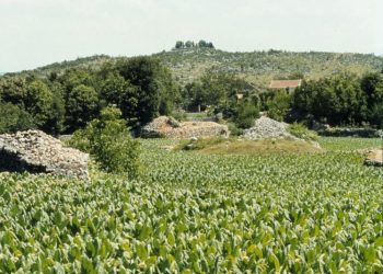 Iz prošlosti Širokog Brijega: Duhan na Čerigaju i pogled na Magovnik