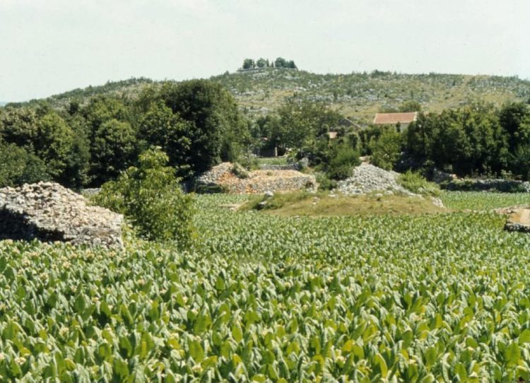 Iz prošlosti Širokog Brijega: Duhan na Čerigaju i pogled na Magovnik
