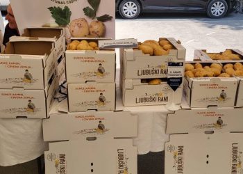 Sadnja “ljubuškog ranog” pri kraju, u veljači se očekuje početak vanjske proizvodnje