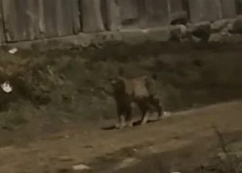 U Livnu snimljen ris, najveća divlja mačka u Europi