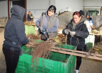 Važan posao za domaće vinogradarstvo spao na samo jednu tvrtku u Hercegovini