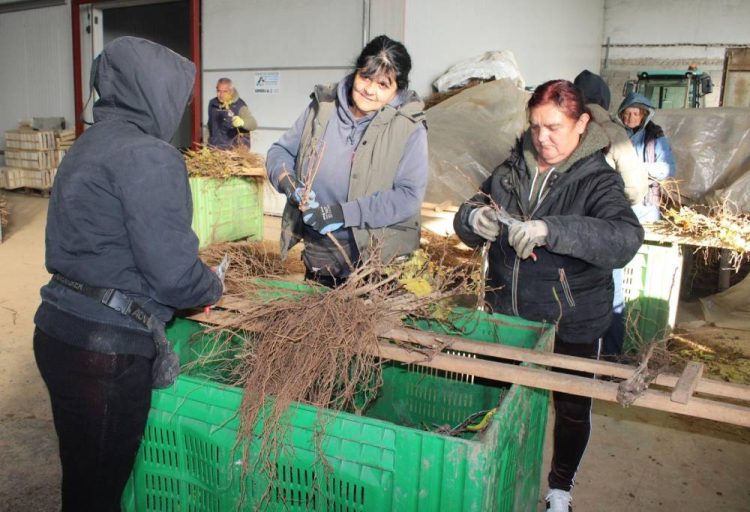 Važan posao za domaće vinogradarstvo spao na samo jednu tvrtku u Hercegovini