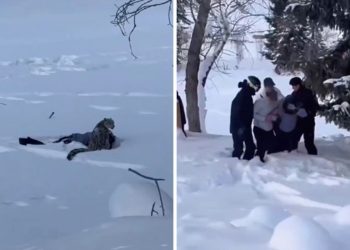 Rijetki snježni leopard napao turistu u Kini