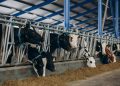 Od uspješne farme do prazne štale: Kraj priče obitelji Šinik iz BiH