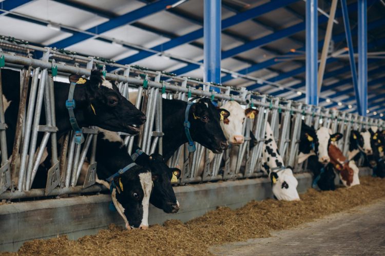 Od uspješne farme do prazne štale: Kraj priče obitelji Šinik iz BiH