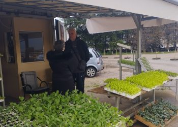 Ispred Veletržnice u Čapljini u prodaju stigle i presadnice