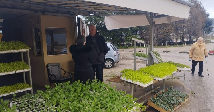 Ispred Veletržnice u Čapljini u prodaju stigle i presadnice