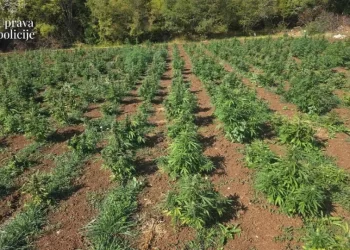 Plantaža marihuane pod povećalom: Firma povezana s Dodikovim krugom u centru istrage